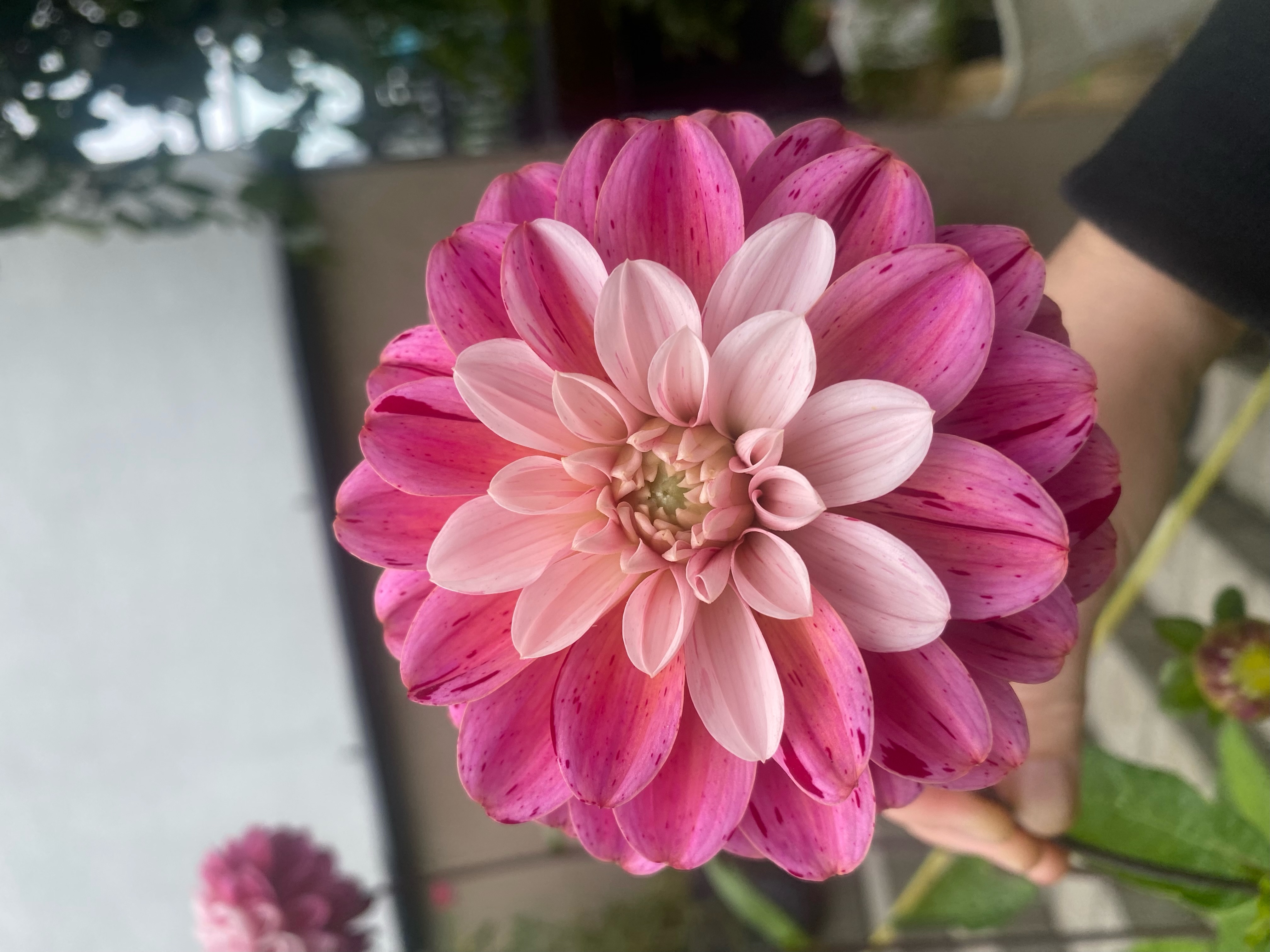 Dahlia frö Mamma Strawberry Cream 5 frön inkommande - 7