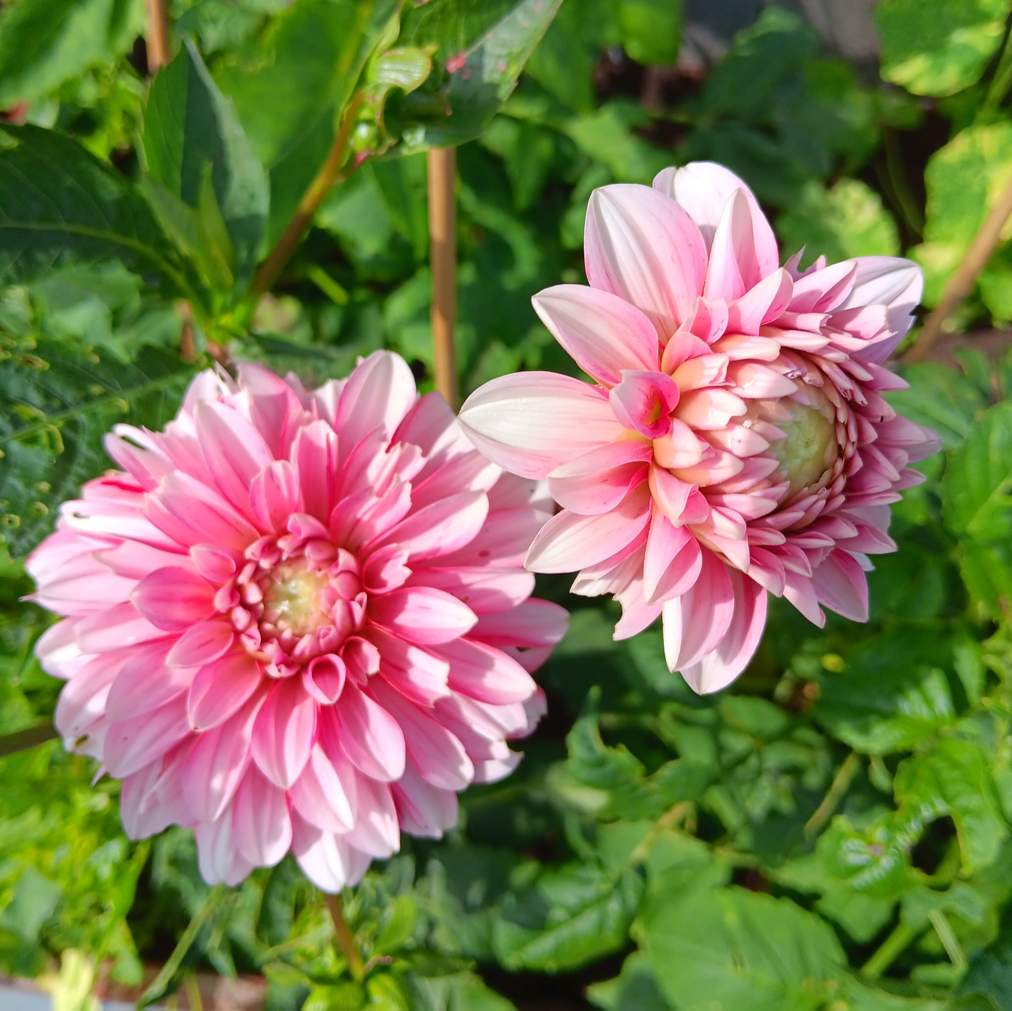 Dahlia frö Mamma Strawberry Cream 5 frön inkommande - 9