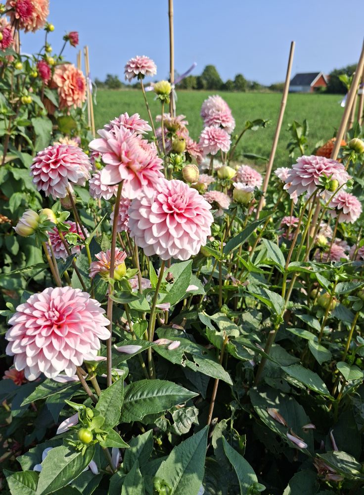 Dahlia frö Mamma Strawberry Cream 5 frön inkommande - 12