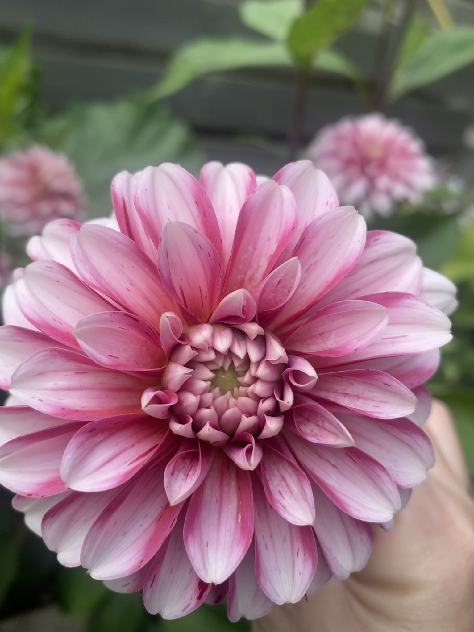 Dahlia frö Mamma Strawberry Cream 5 frön inkommande - 6