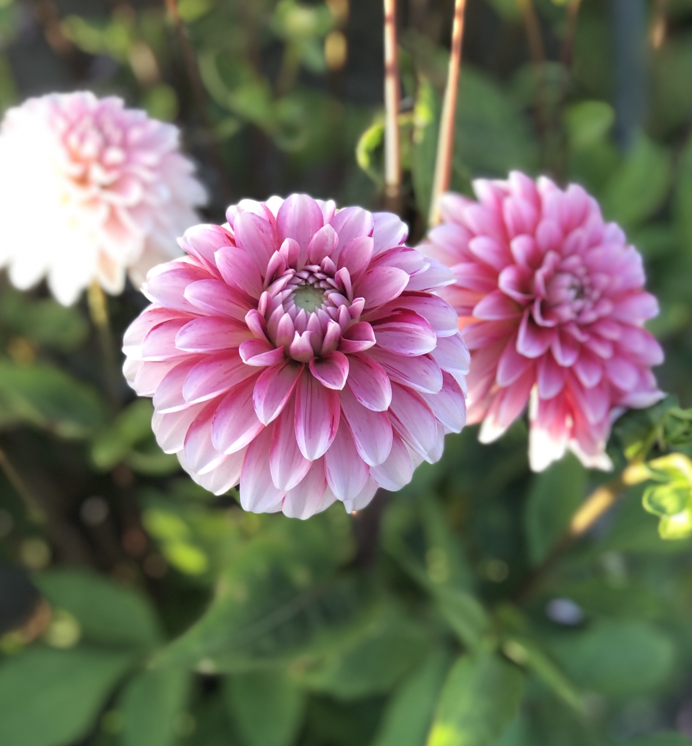 Dahlia frö Mamma Strawberry Cream 5 frön inkommande - 3