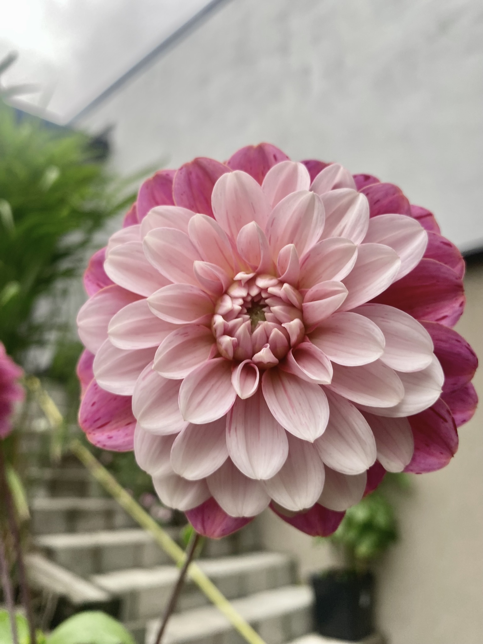 Dahlia frö Mamma Strawberry Cream 5 frön inkommande - 4