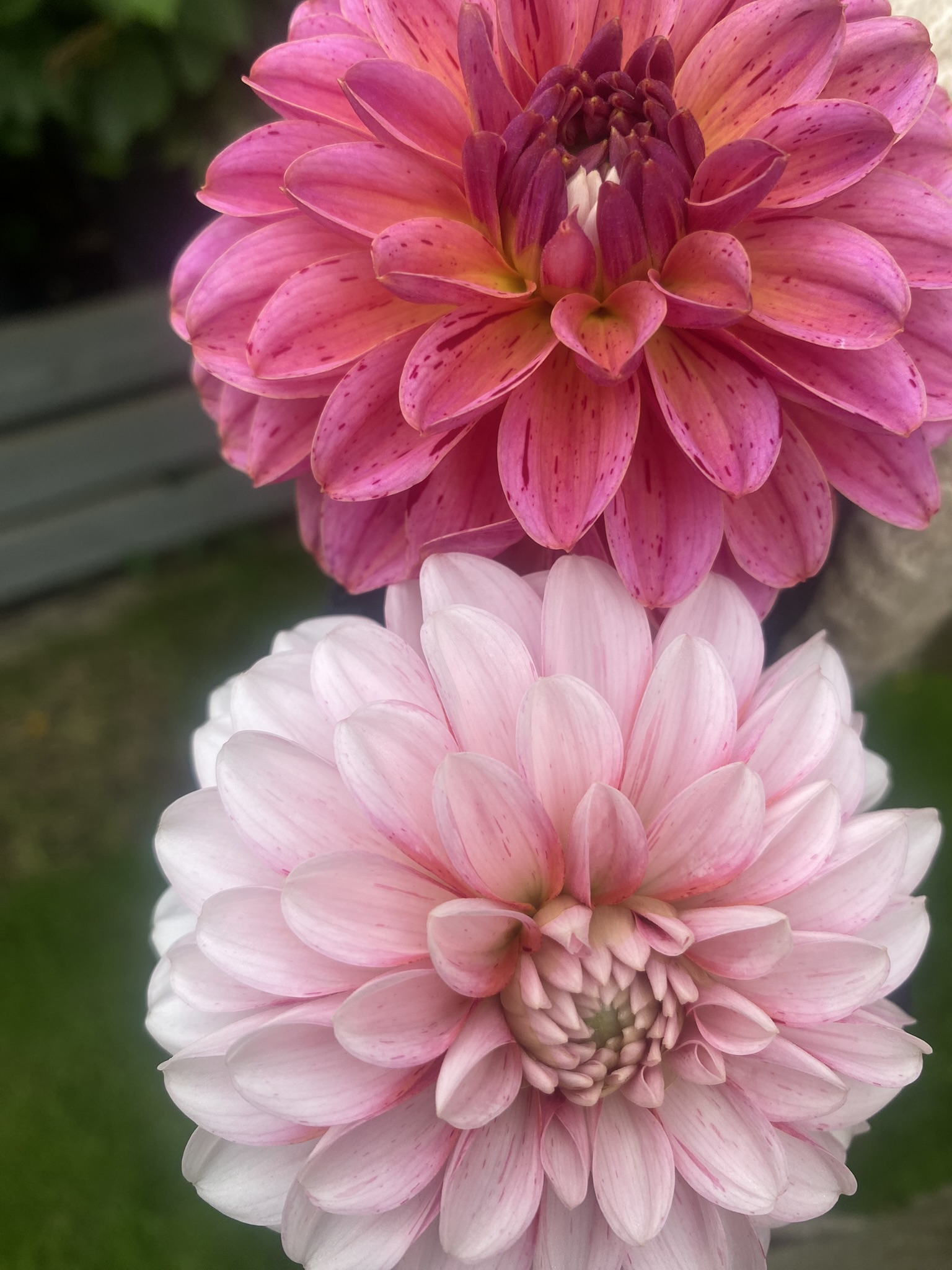 Dahlia frö Mamma Strawberry Cream 5 frön inkommande - 5