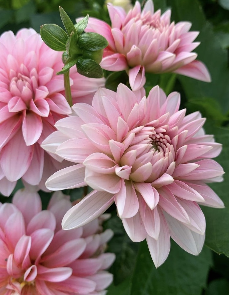 Dahlia frö Mamma Strawberry Cream 5 frön inkommande