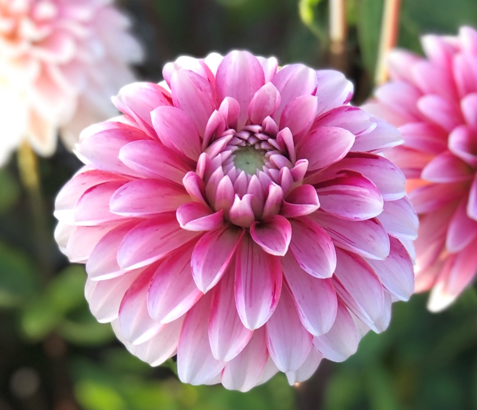 Dahlia frö Mamma Strawberry Cream 5 frön inkommande - 2