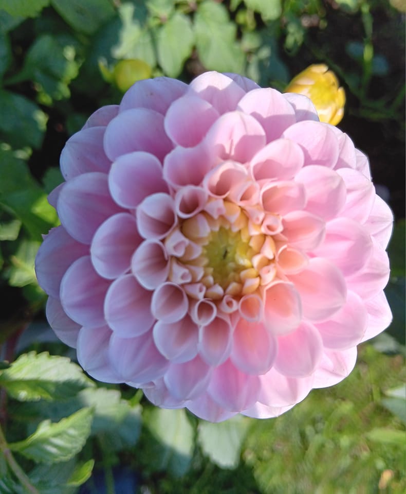 Dahlia frö Mamma Wizard of Oz 5 frön,inkommande - 4