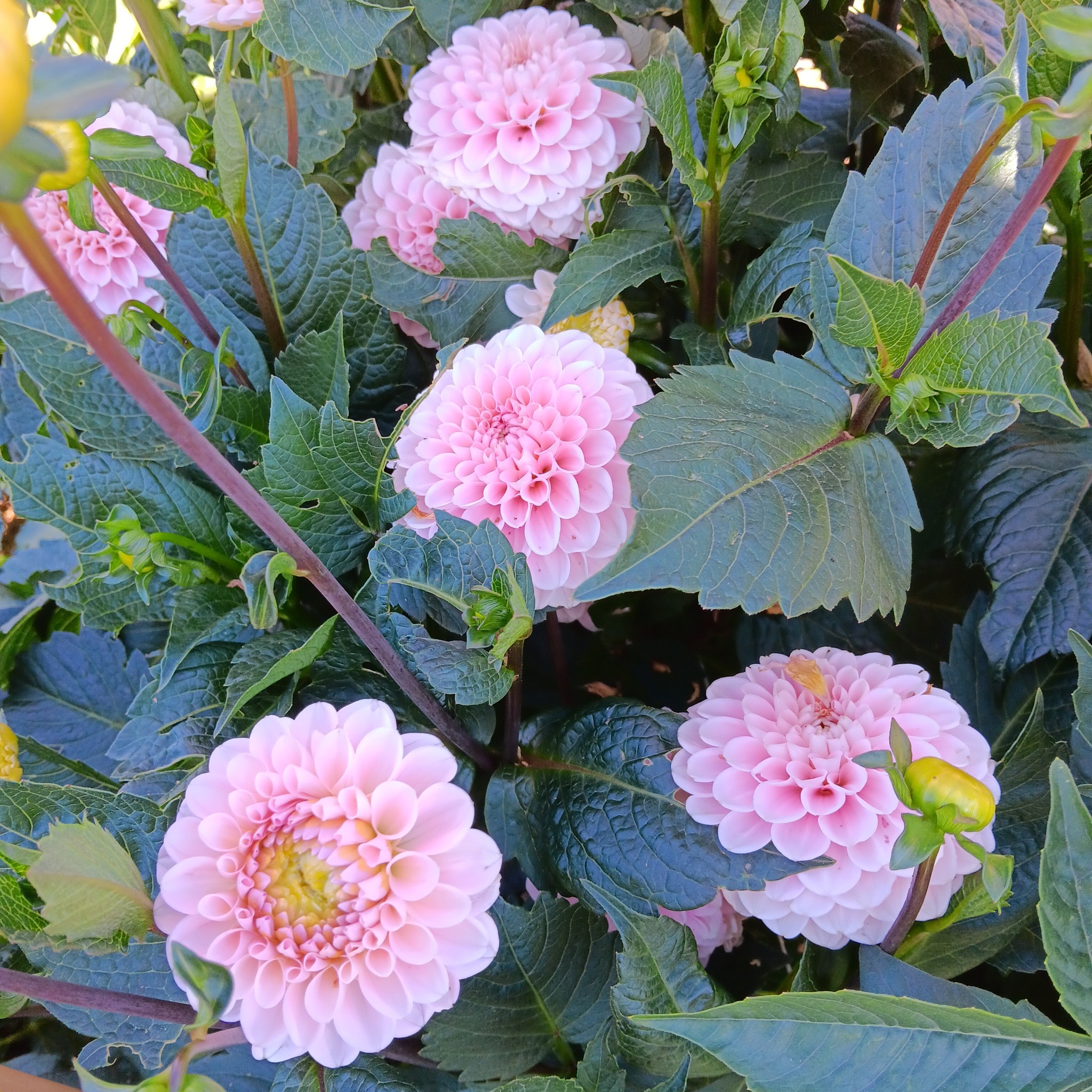 Dahlia frö Mamma Wizard of Oz 5 frön,inkommande - 5