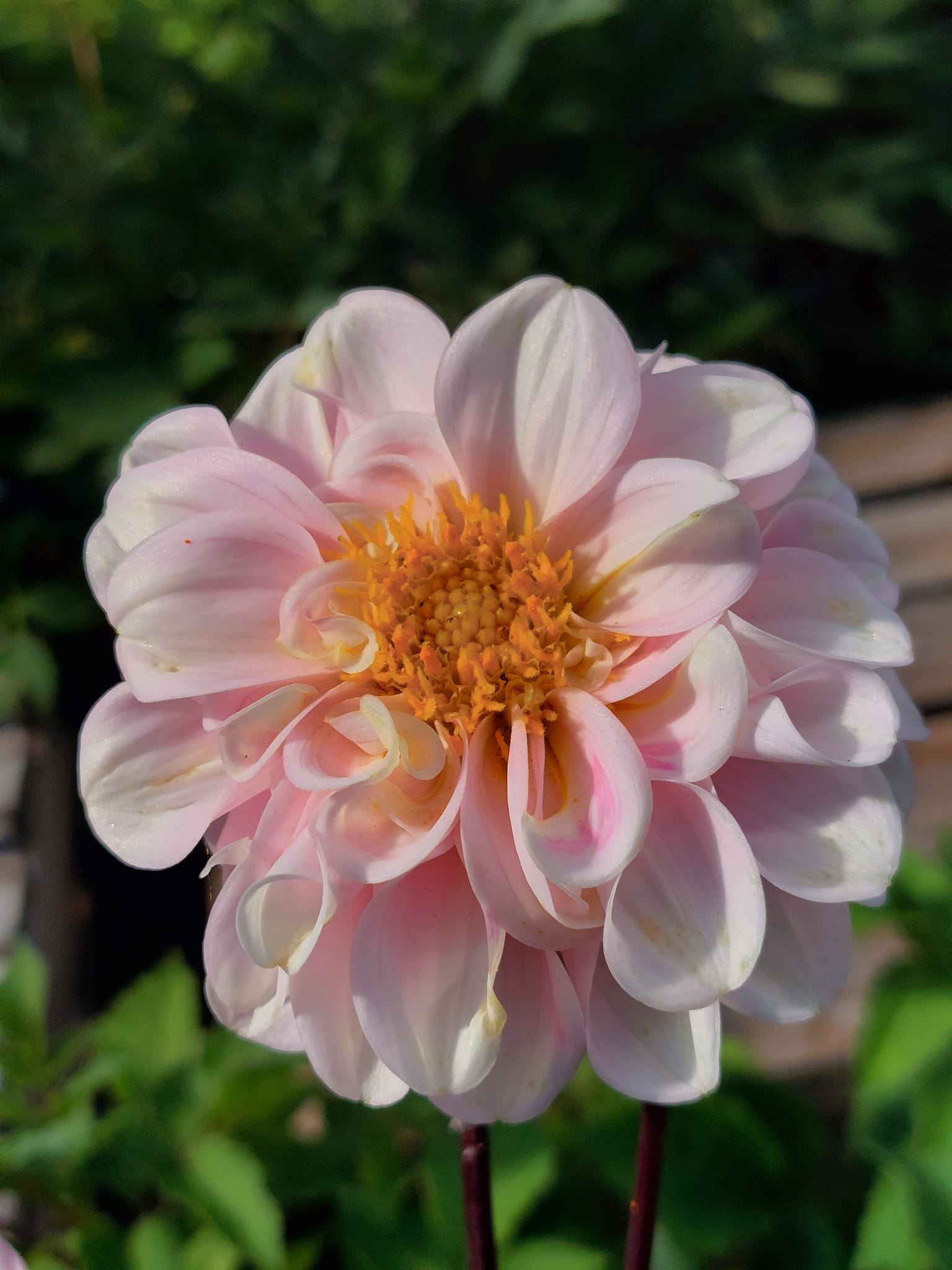 Dahlia frö Mamma Wizard of Oz 5 frön,inkommande - 2