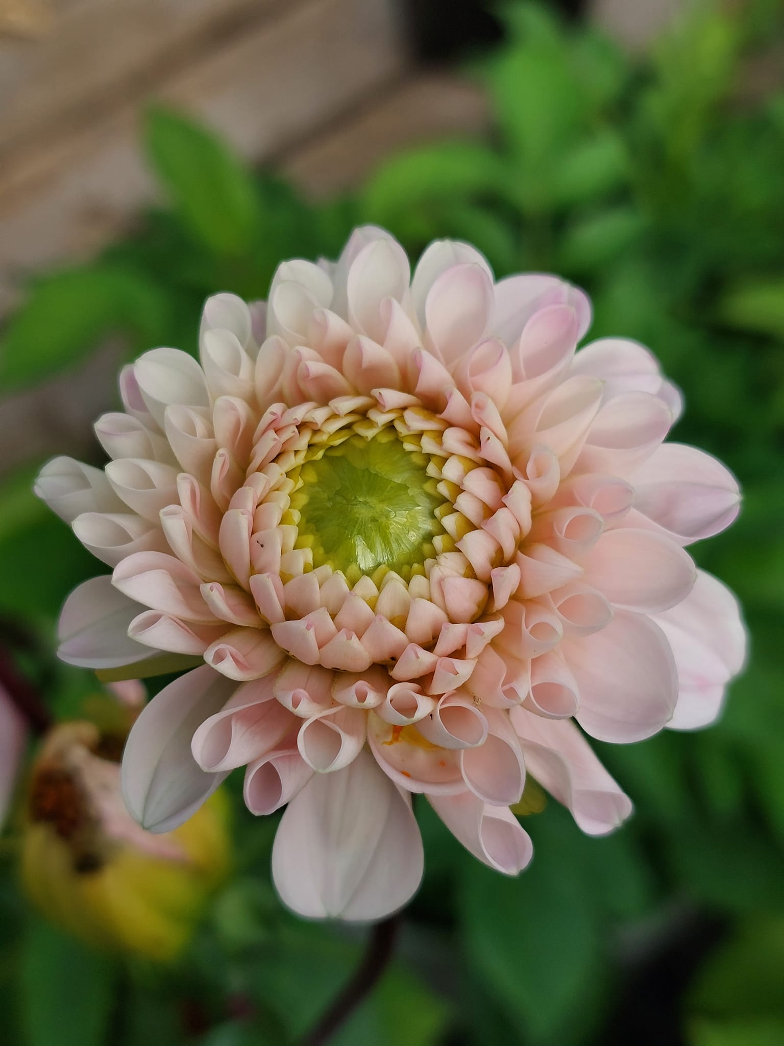 Dahlia frö Mamma Wizard of Oz 5 frön,inkommande - 3