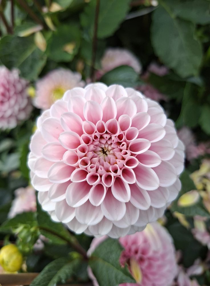 Dahlia frö Mamma Wizard of Oz 5 frön,inkommande - 6