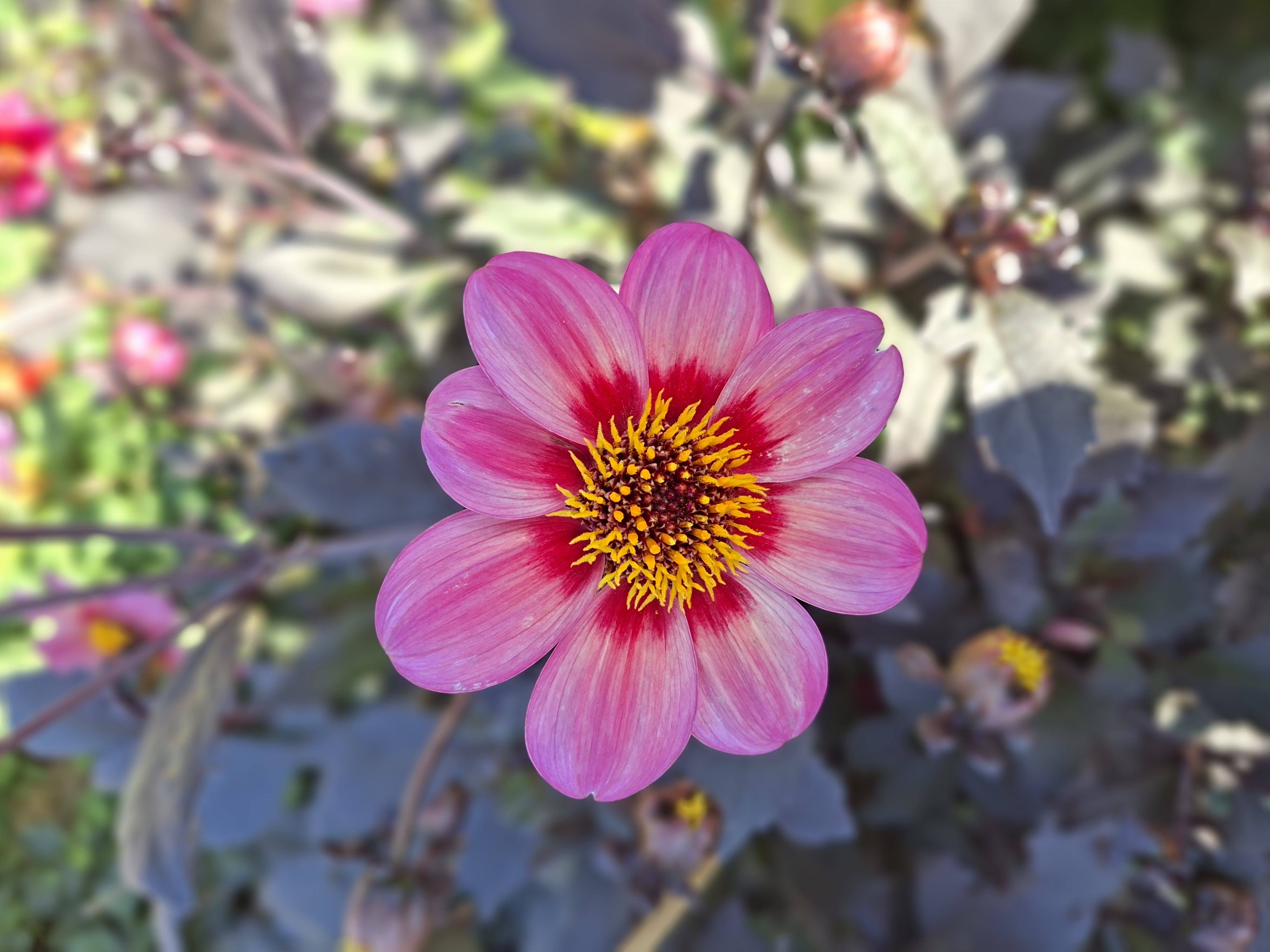 Dahlia frö Mamma Dahlegria Tricolore 5 frön inkommande - 2