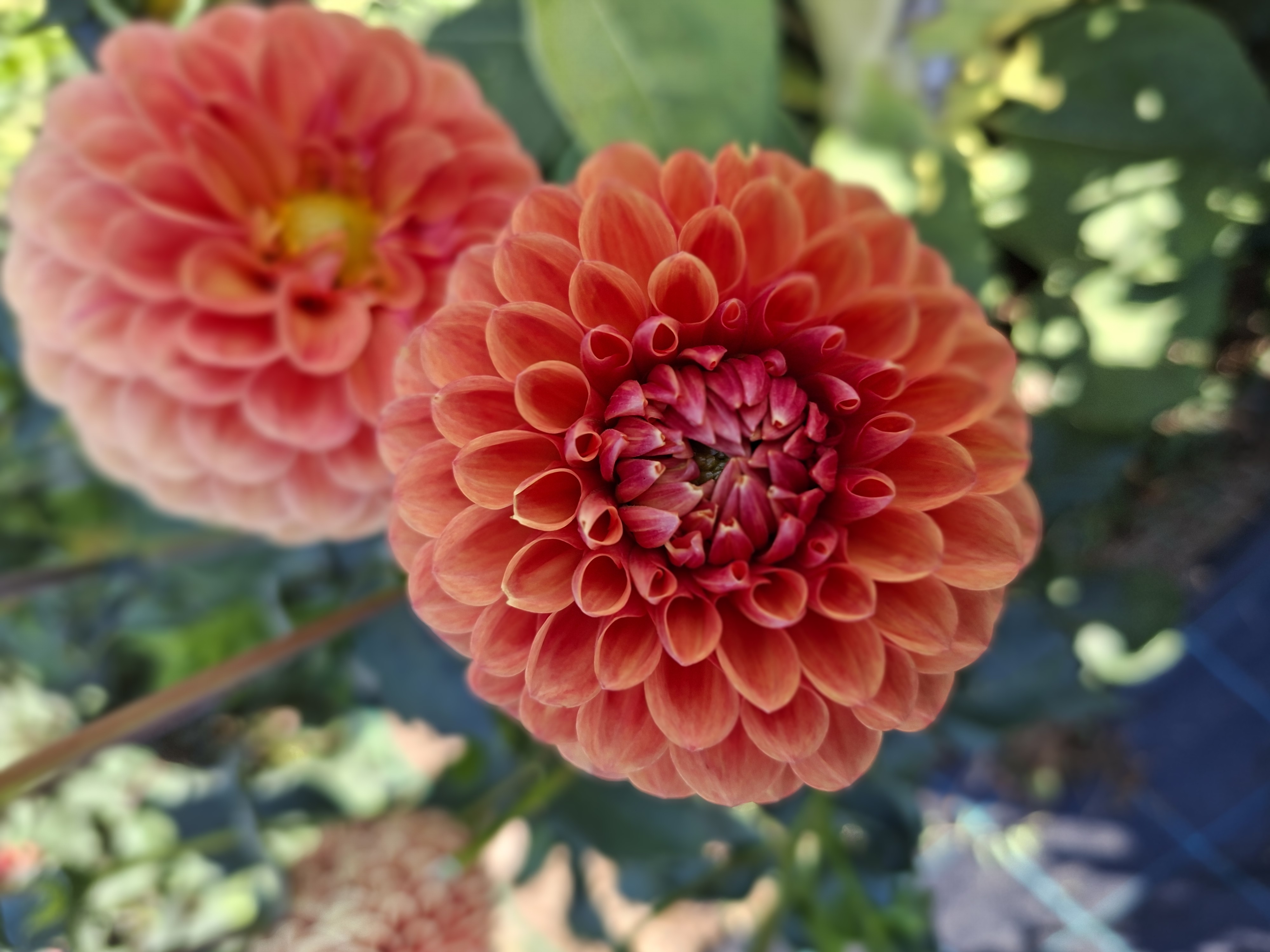 Dahlia frö Mamma Beatrice 5 frön - 3