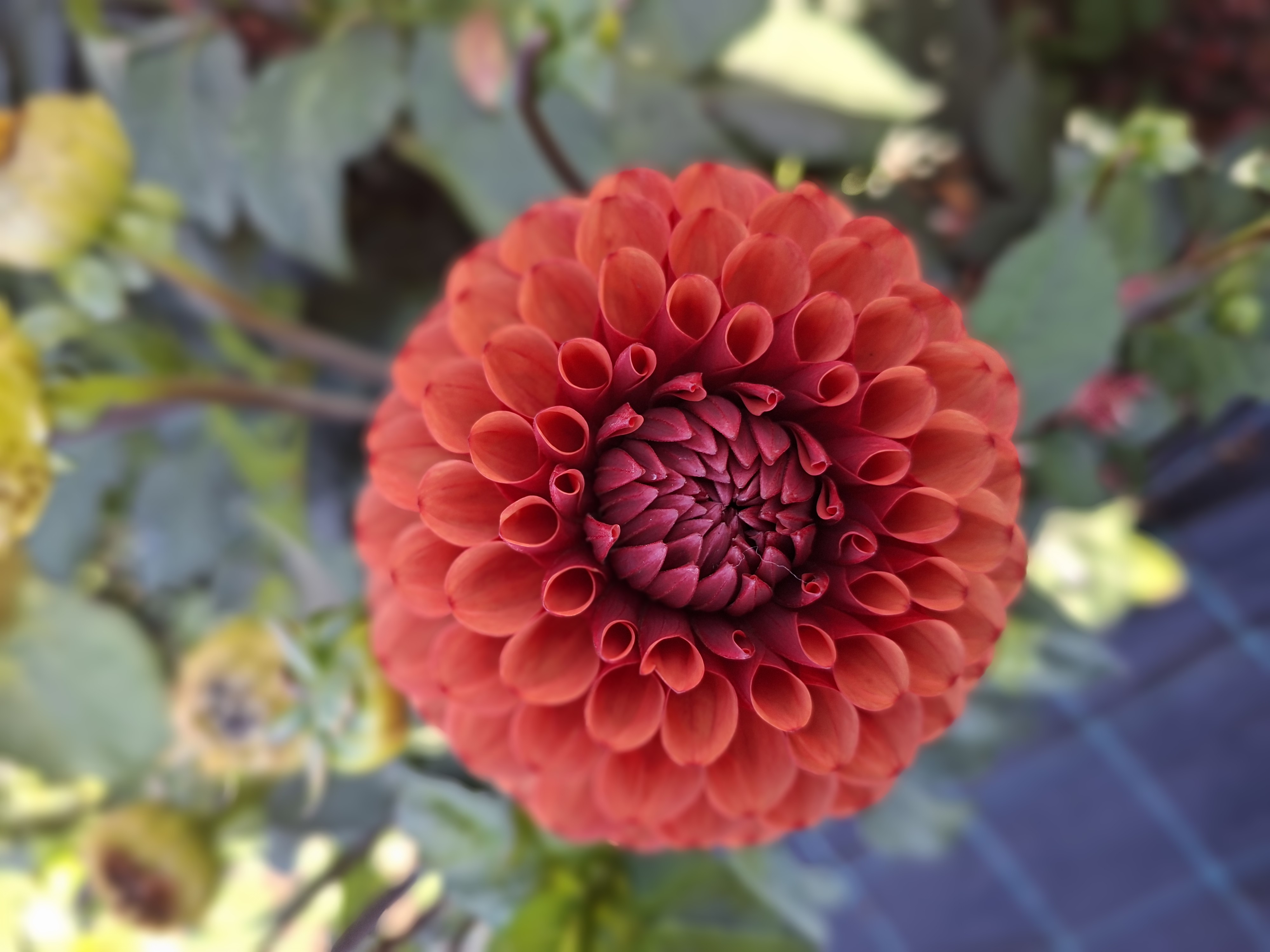 Dahlia frö Mamma  Brown Sugar 5 frön - 5