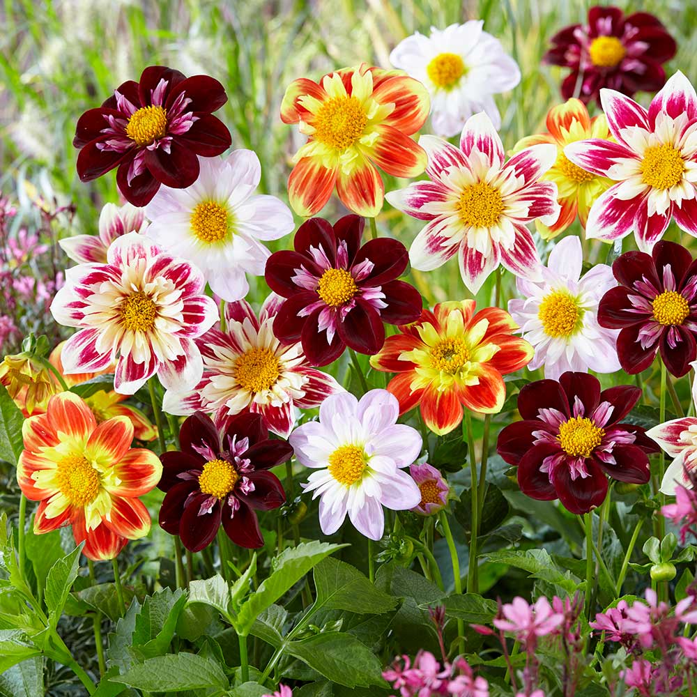 Dahlia Collarette Dandy Mix 30 frön - 5
