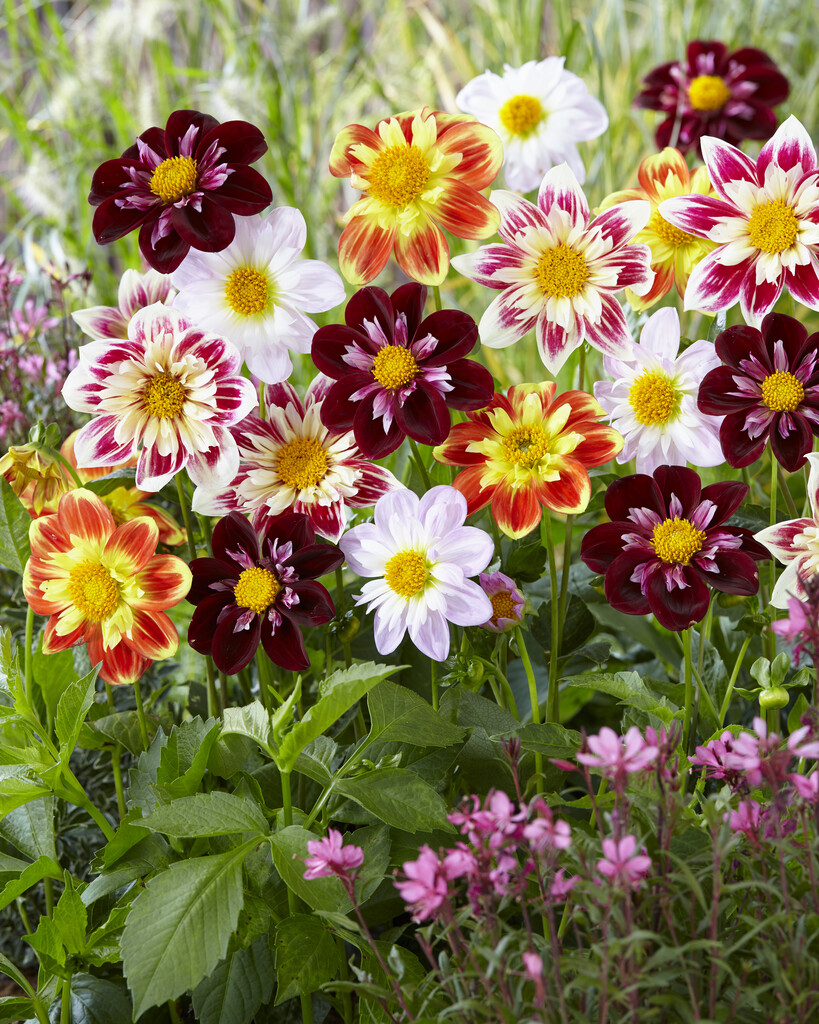 Dahlia Collarette Dandy Mix 30 frön