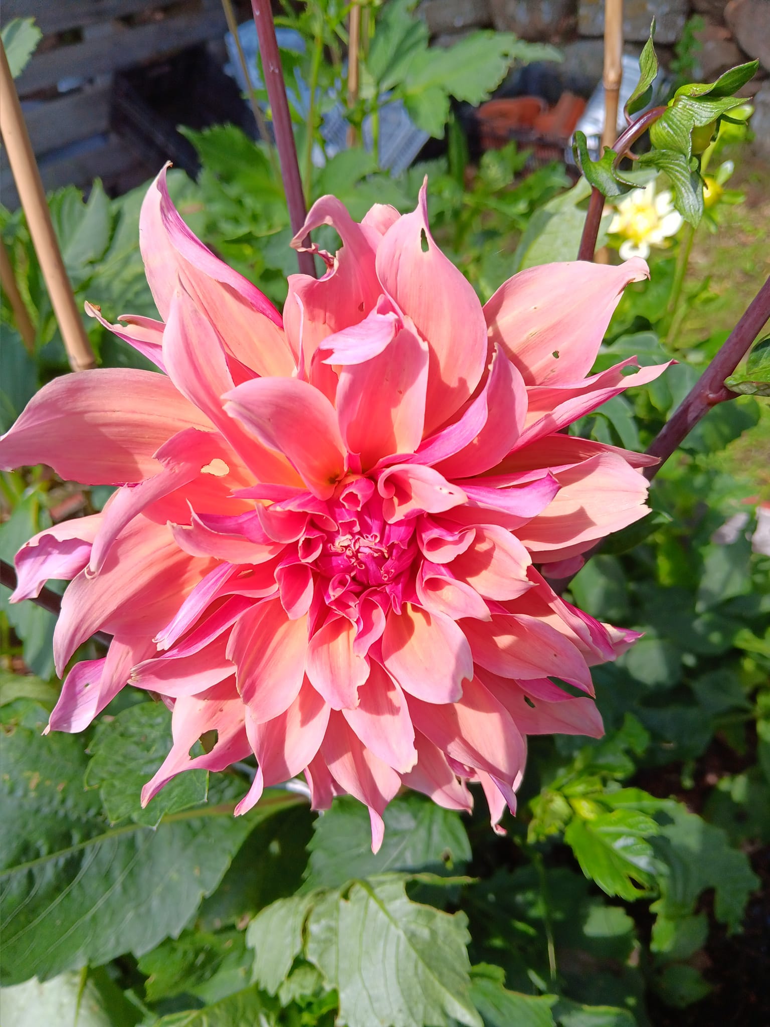 Dahlia knöl Labyrinth "Dekorativ storblommande"  x - 2