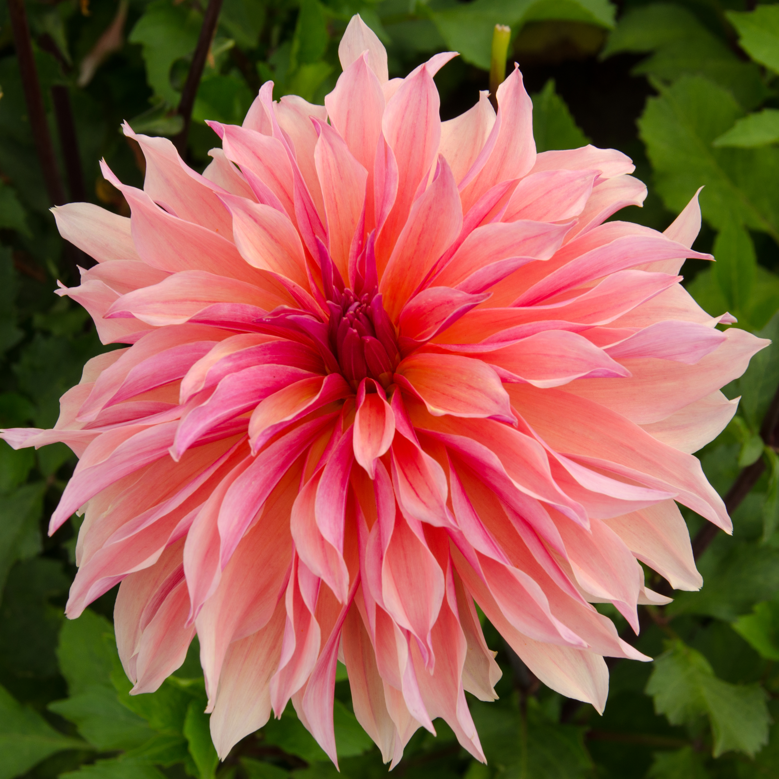 Dahlia knöl Labyrinth "Dekorativ storblommande"  x