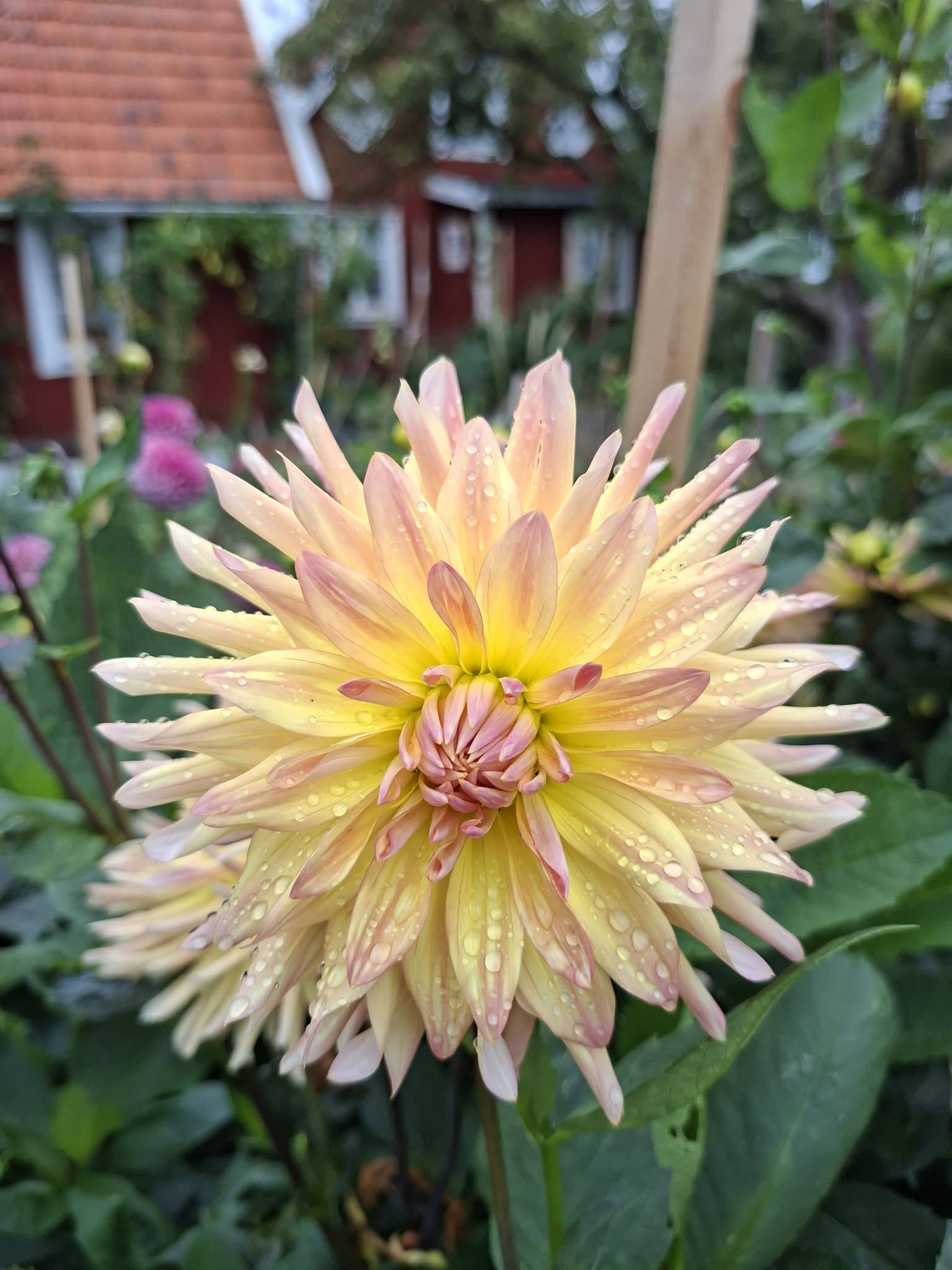 Dahlia frö Mamma Cabana Banana Kaktus 5 frön inkommande - 4