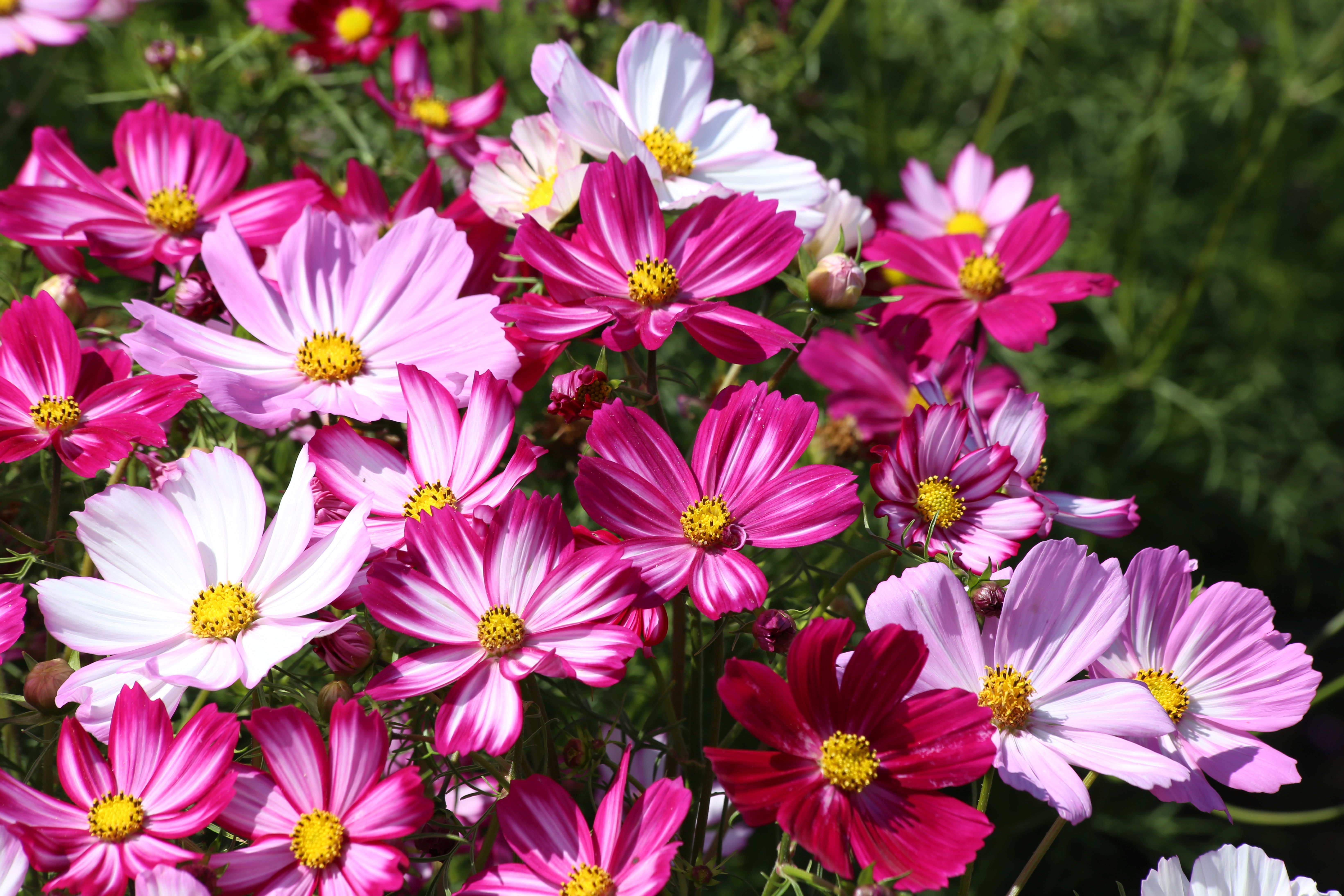 Rosenskära Cosimo Bicolor Mix  30 frö