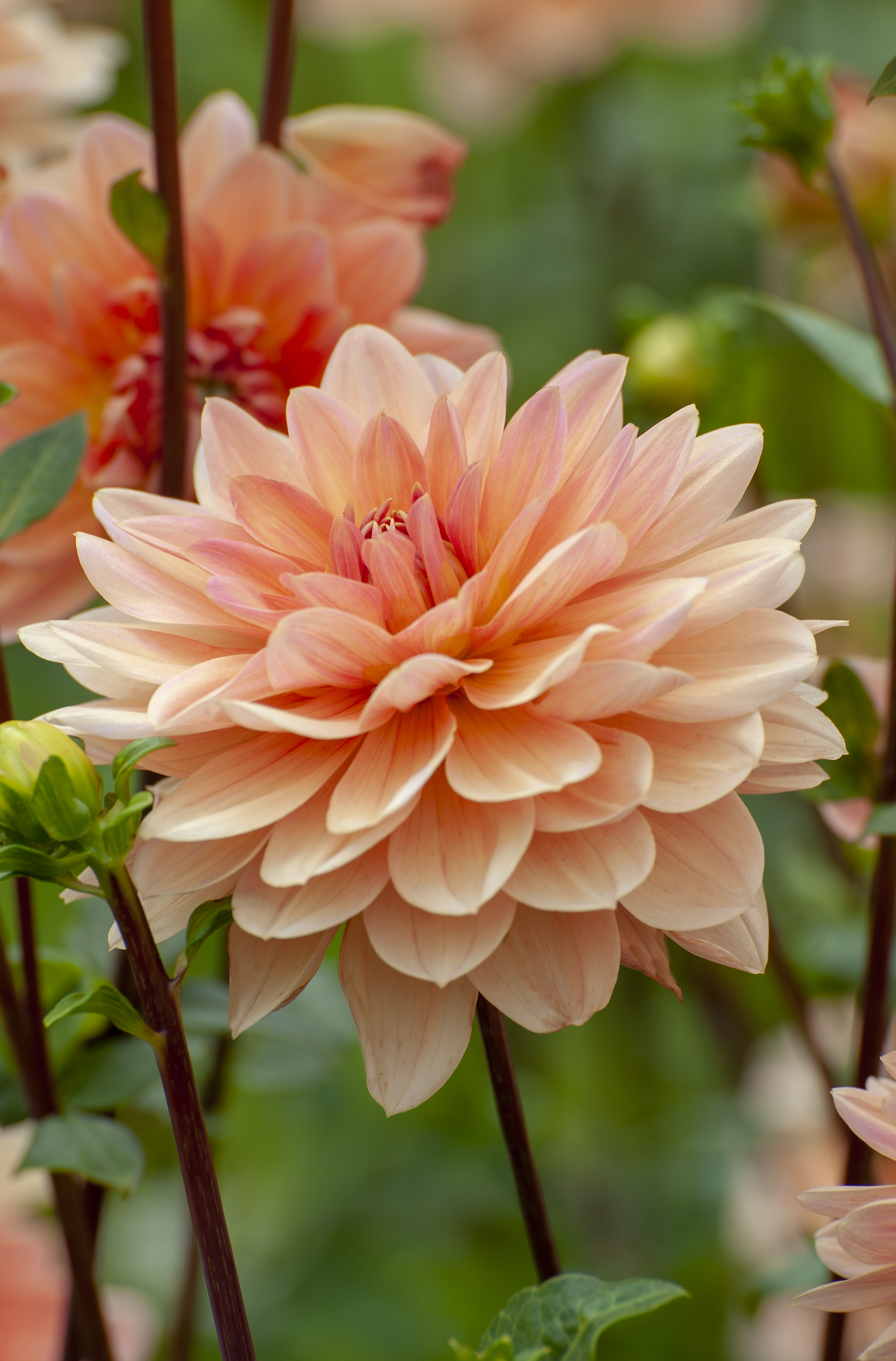 Dahlia frö Mamma Apricot Desire  Näckros 5 frön