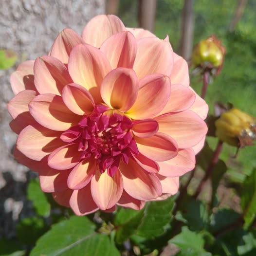 Sfp 5 Dahlia fröling chickenleg, direktleverans