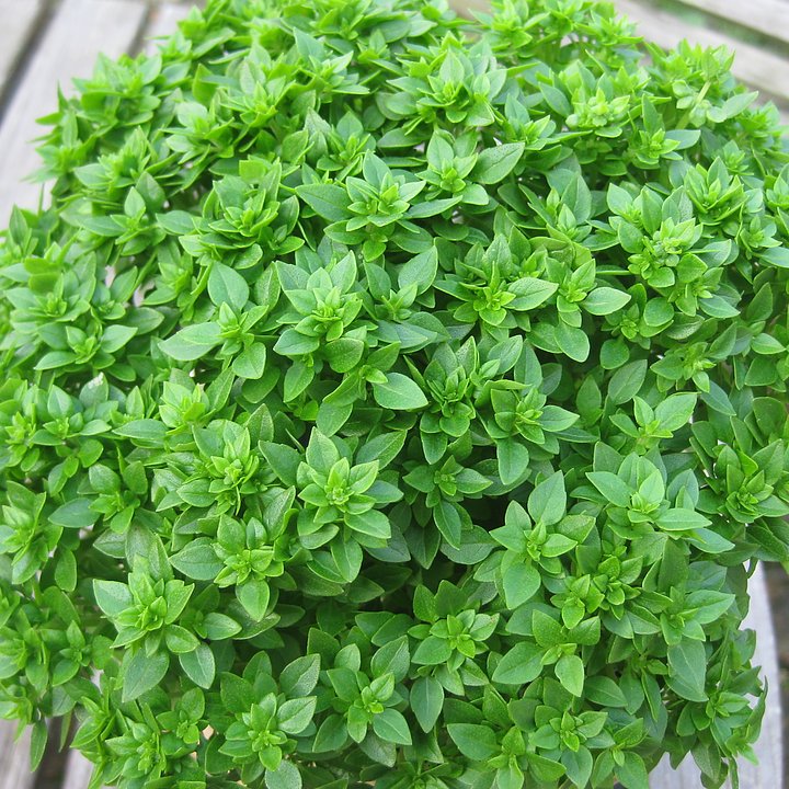 Frösådd kryddor