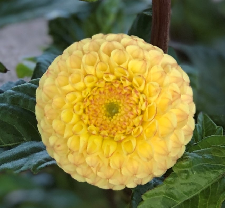 Dahlia knöl  Buttercup  Pompon 