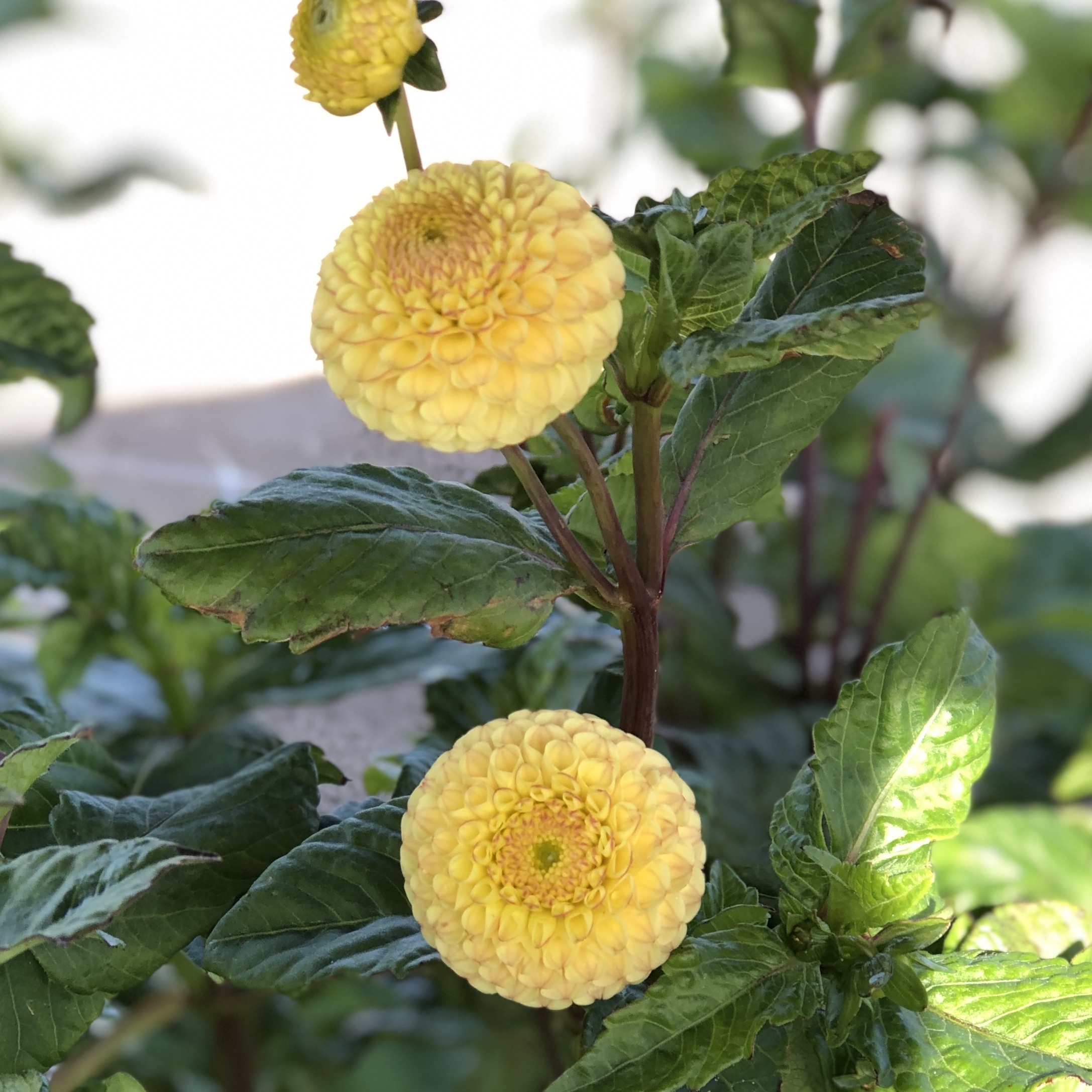 Dahlia knöl  Buttercup  Pompon  - 2
