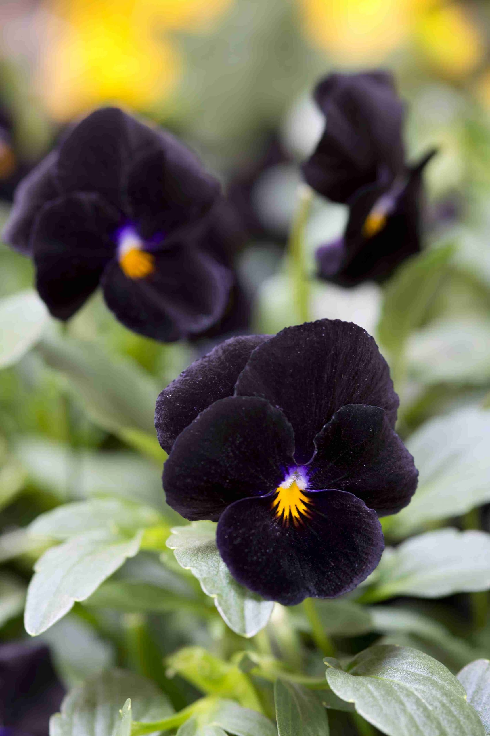 Pense /Viola Cornuta Back To Black 100 frö