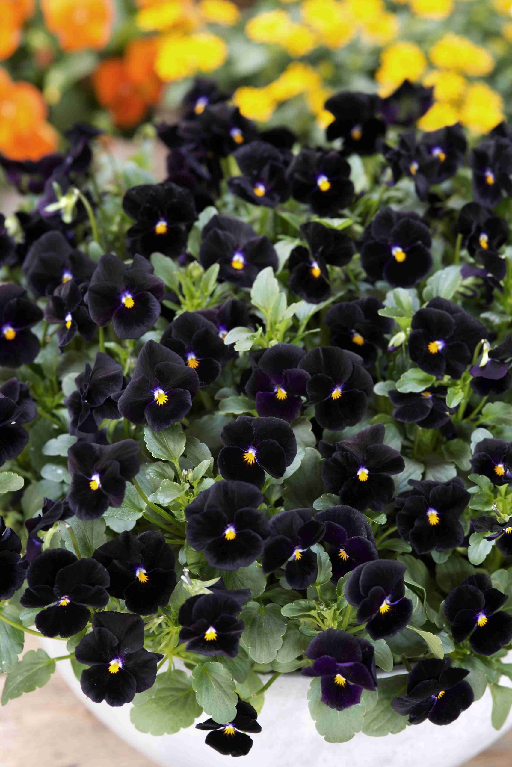 Pense /Viola Cornuta Back To Black 100 frö - 2