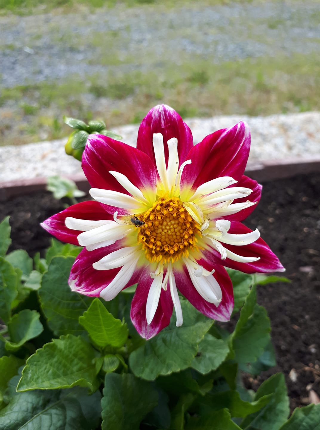Dahlia Harlequin mixfärg 15 frö - 6