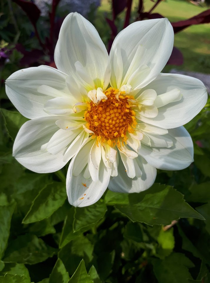 Dahlia Harlequin mixfärg 15 frö - 2