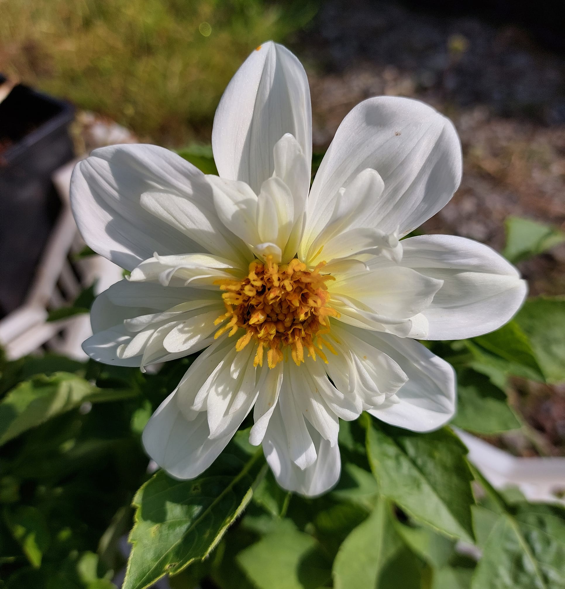 Dahlia Harlequin mixfärg 15 frö - 10