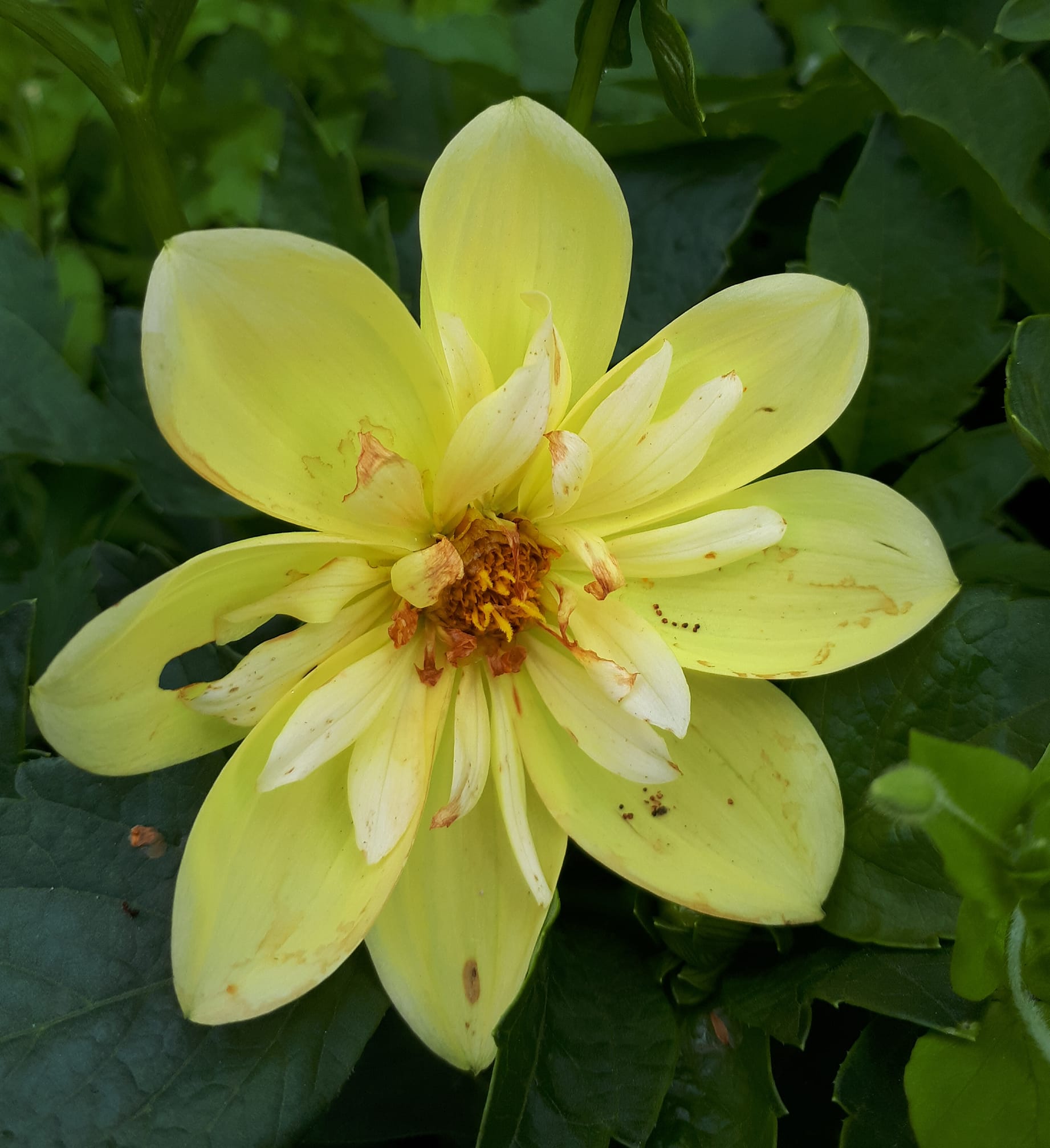 Dahlia Harlequin mixfärg 15 frö - 8