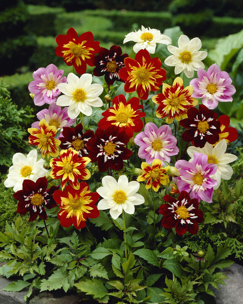 Dahlia Harlequin mixfärg 15 frö