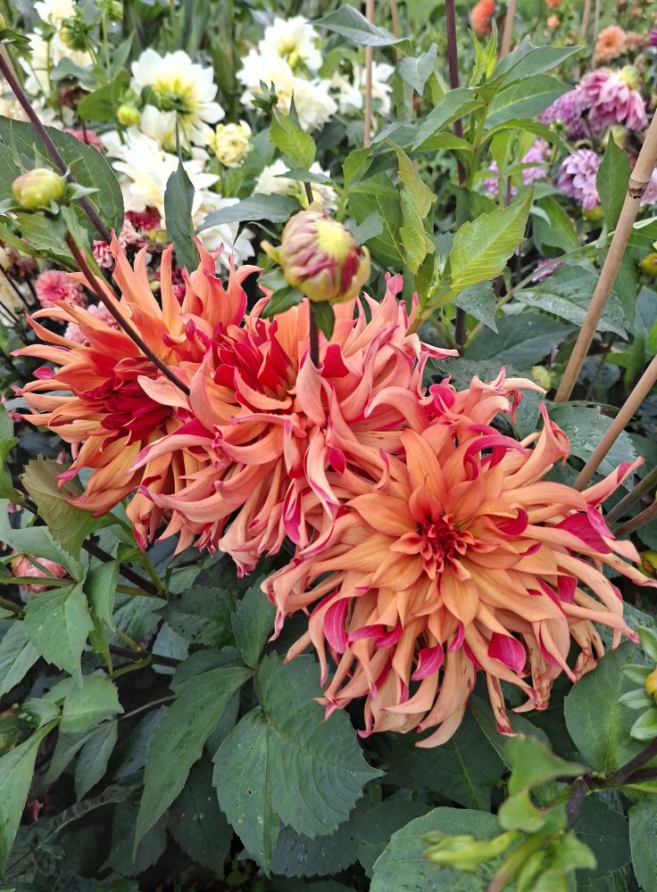 Dahlia knöl Erpeler Ley    "Dekorativ Mediumblommande"   - 2