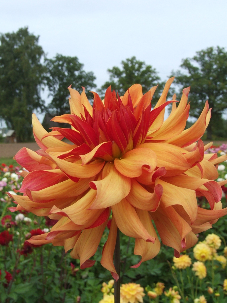 Dahlia knöl Erpeler Ley    "Dekorativ Mediumblommande"  
