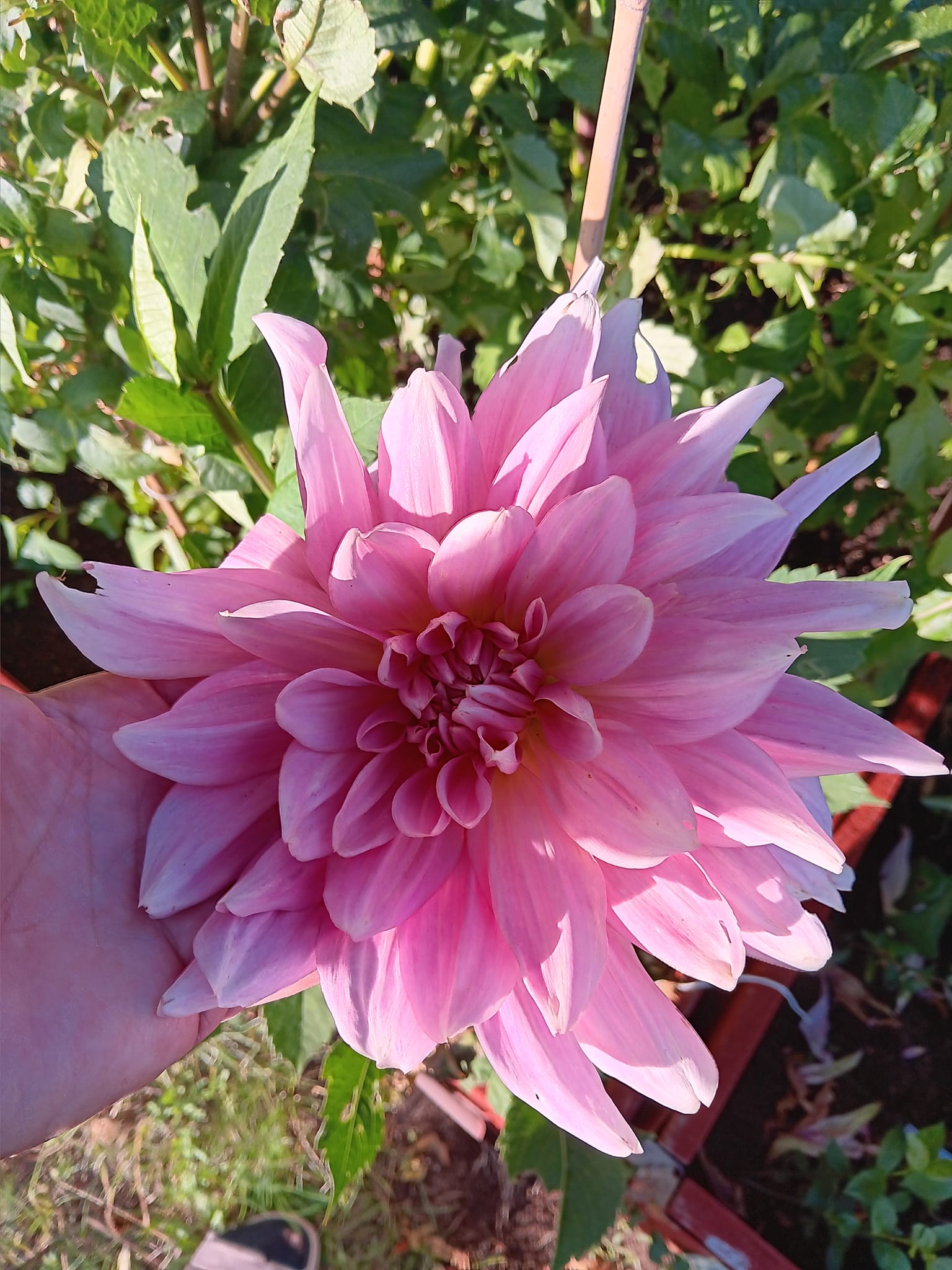 Dahlia knöl Fairway Pilot  "Dekorativ Jätteblommande" - 2