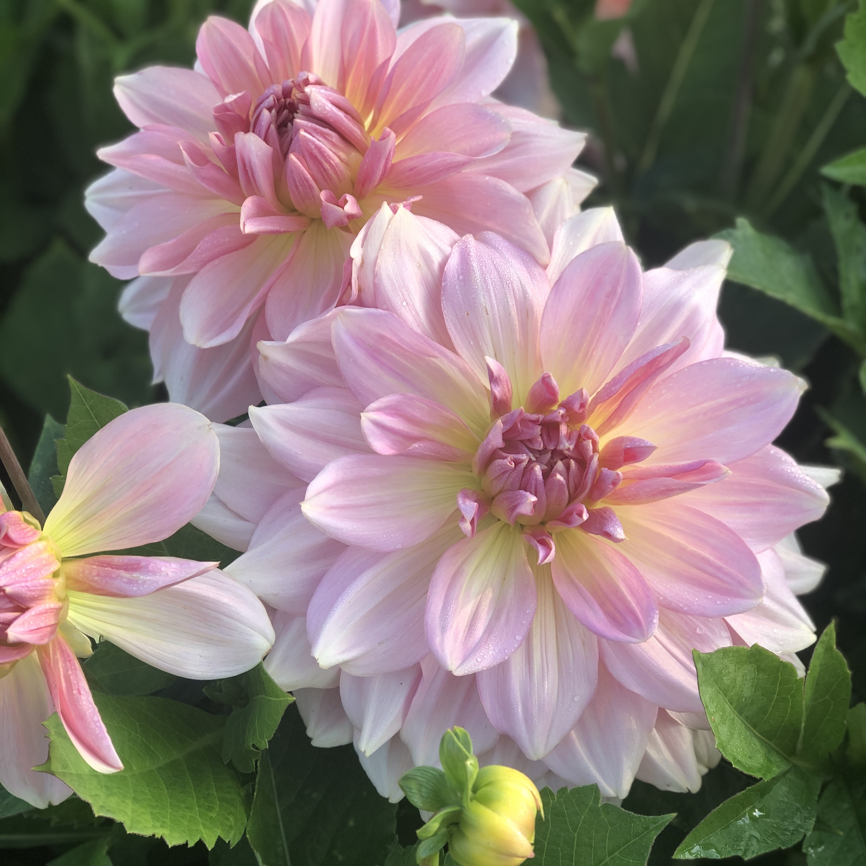 Dahlia knöl Fairway Pilot  "Dekorativ Jätteblommande"