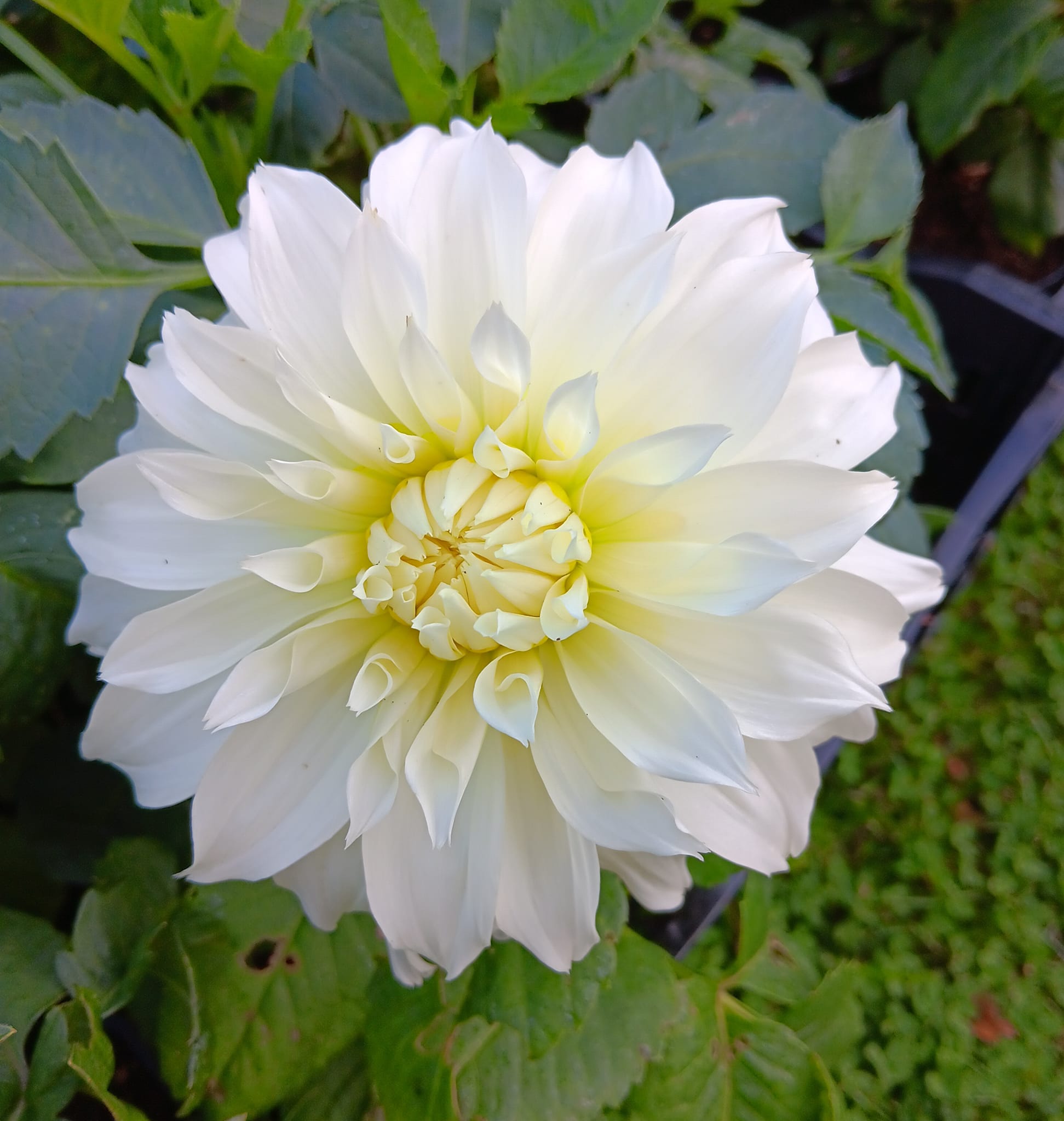 Dahlia knöl  Fleurel "Dekorativ Jätteblommande" Nyhet 2027! - 3
