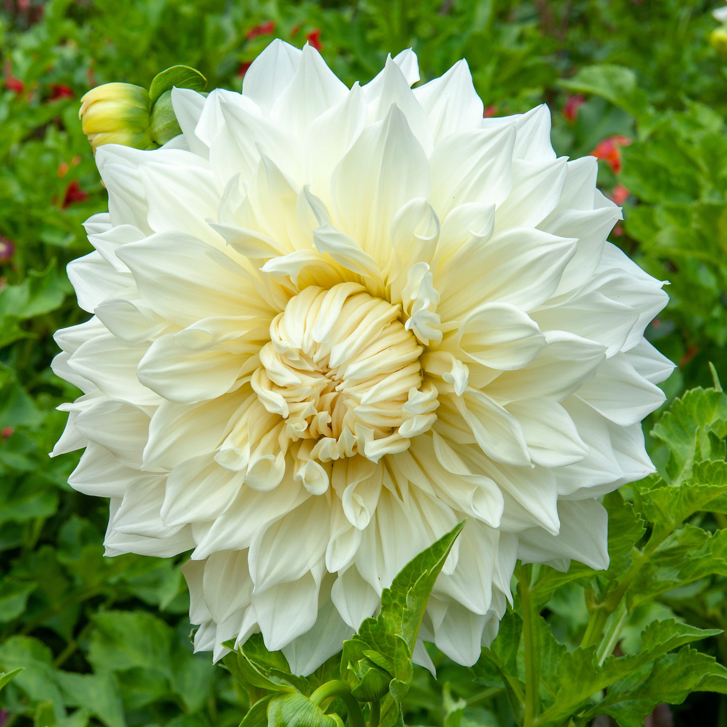 Dahlia knöl  Fleurel "Dekorativ Jätteblommande" Nyhet 2027!