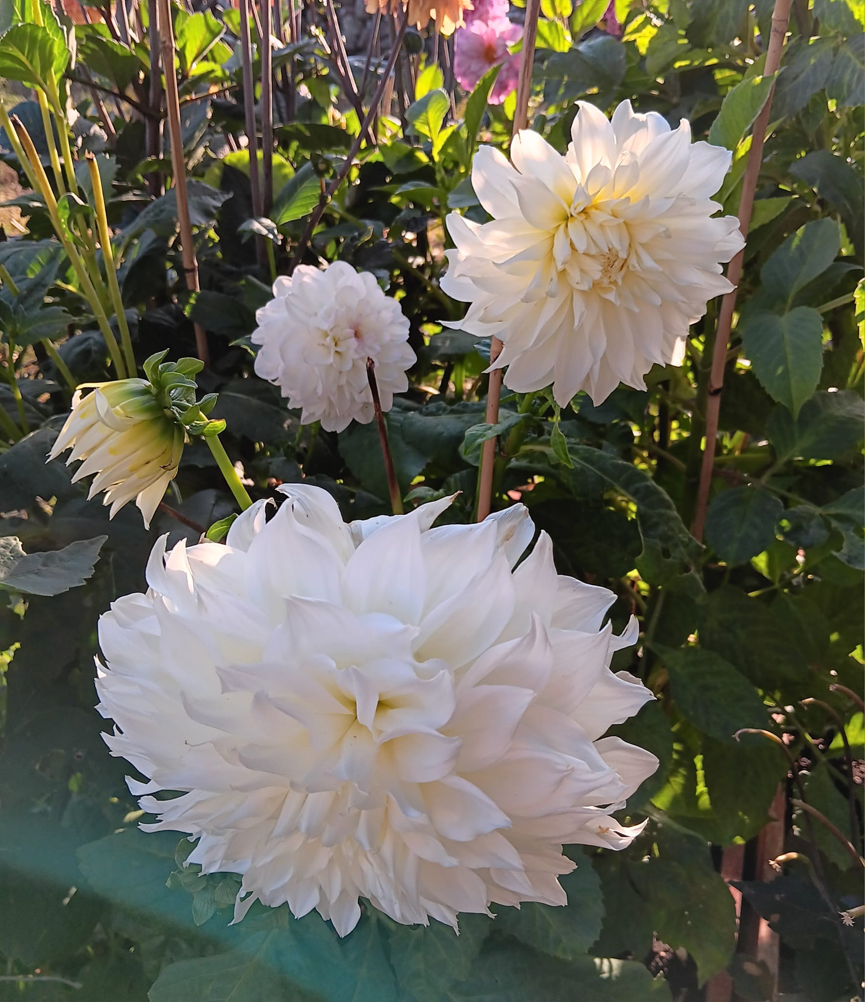 Dahlia knöl  Fleurel "Dekorativ Jätteblommande" Nyhet 2027! - 4