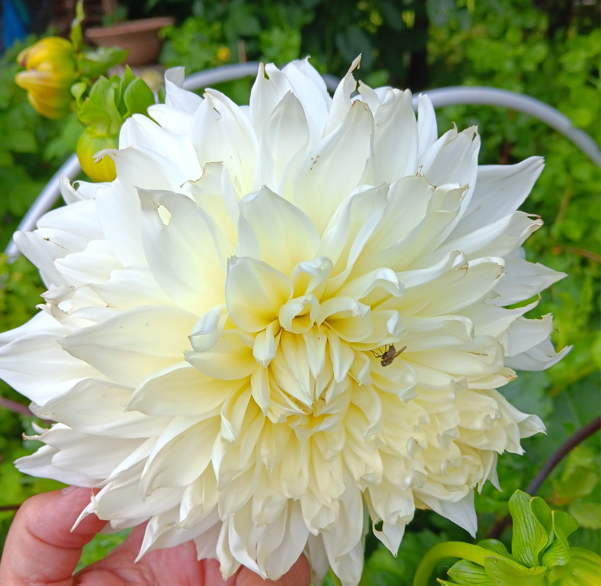 Dahlia knöl  Fleurel "Dekorativ Jätteblommande" Nyhet 2027! - 2