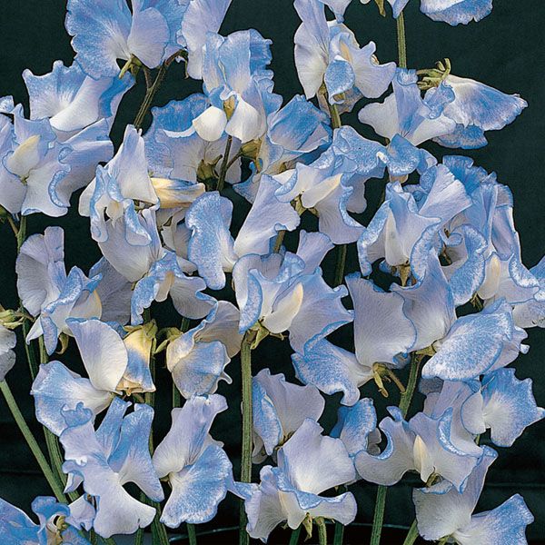 Luktärt Spencer Blue Ripple 12 frön