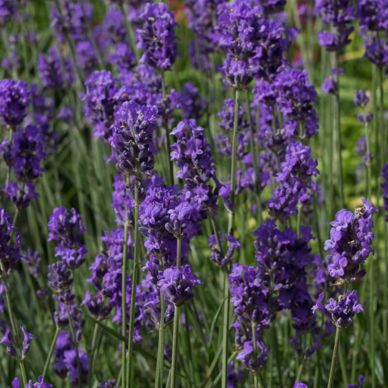Lavendel Munstead Strain 100 frön
