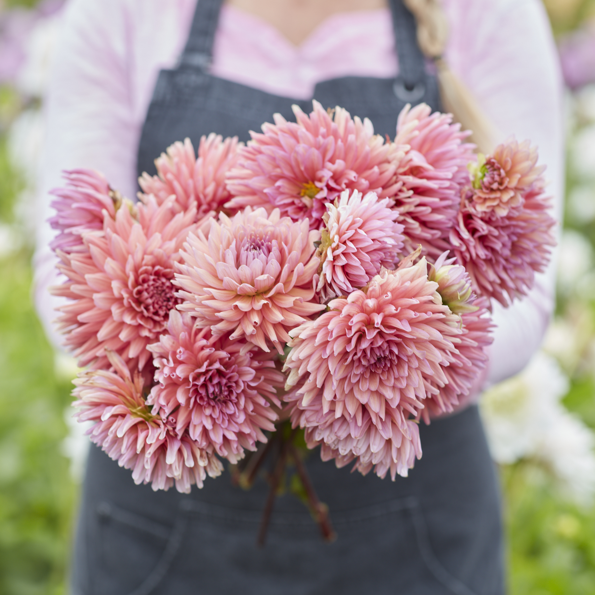 Dahlia knöl Madeleine Kaktus x - 2