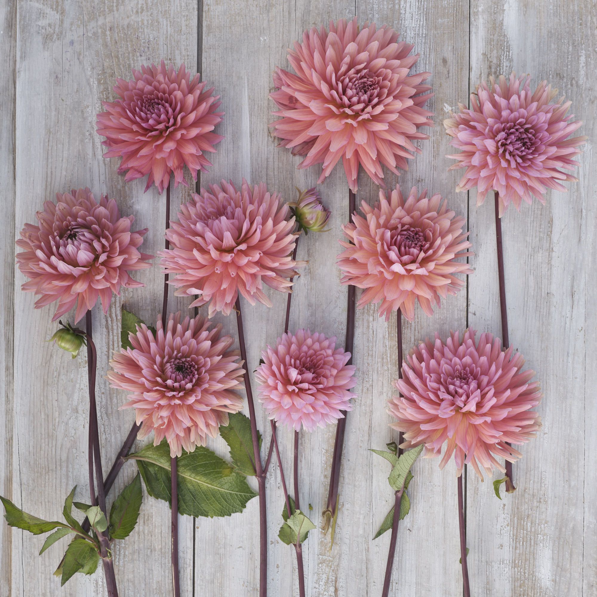 Dahlia knöl Madeleine Kaktus x - 3