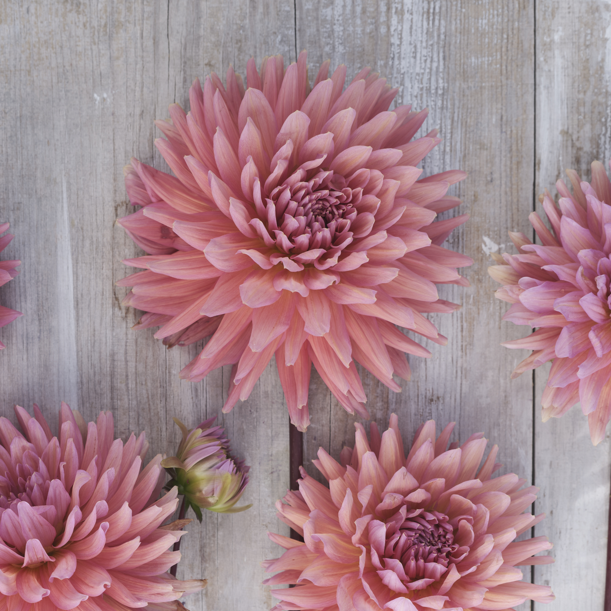 Dahlia knöl Madeleine Kaktus x
