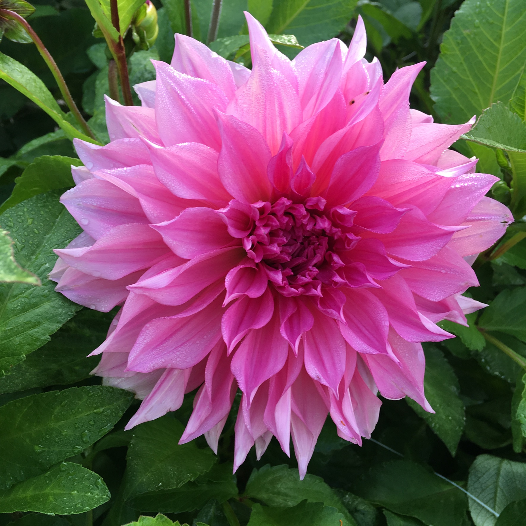 Dahlia frö  mamma Cafe au Lait Rose 5 frö x