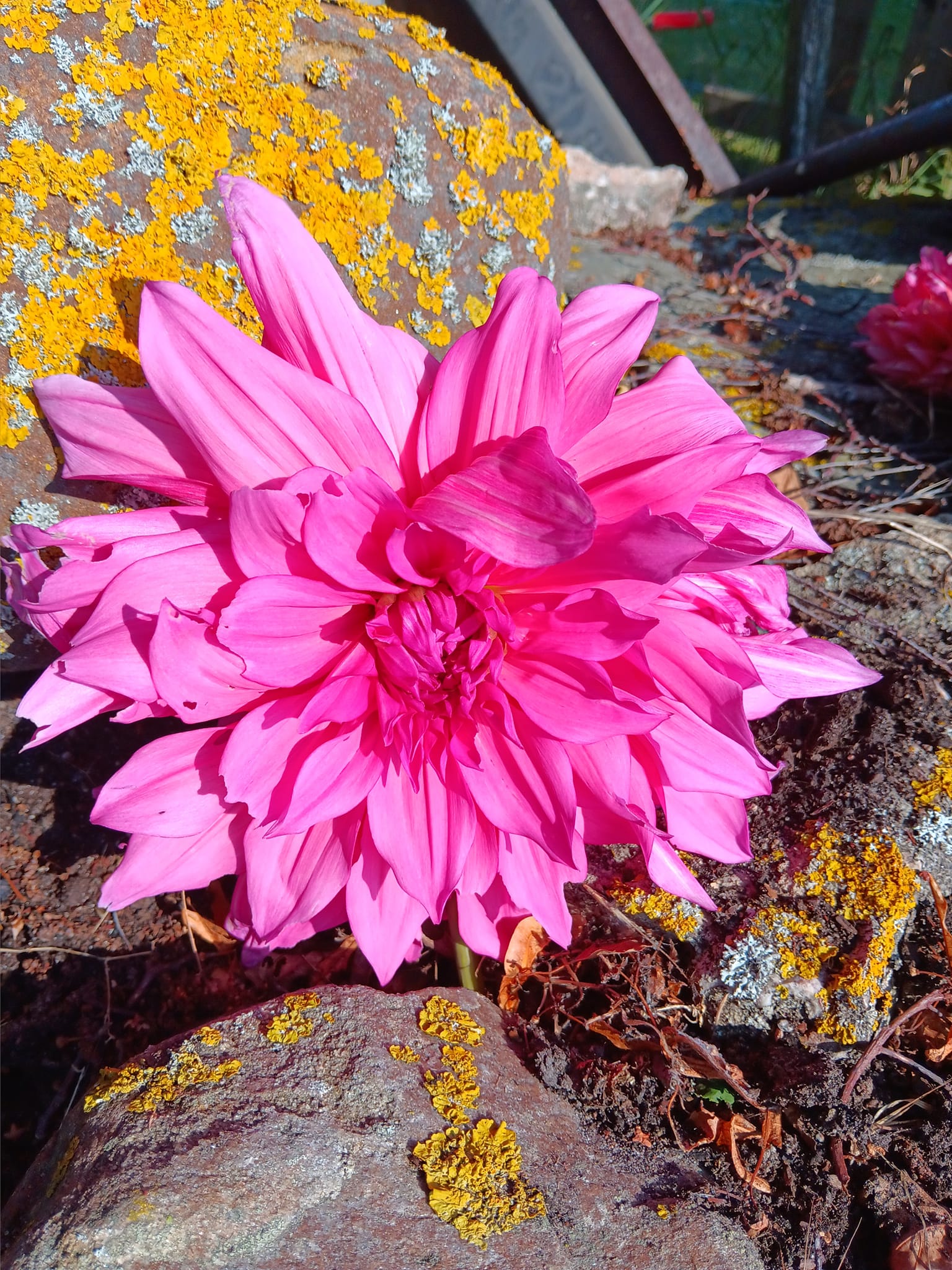 Dahlia frö  mamma Cafe au Lait Rose 5 frö x - 3